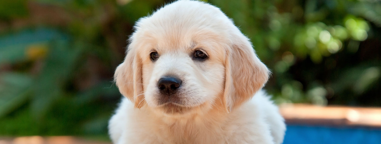 pet grooming in kirkland lake