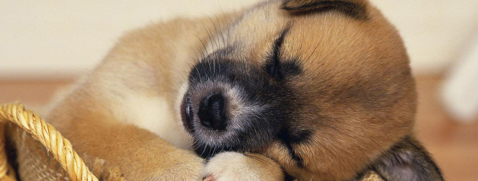 doggie daycare in kirkland lake