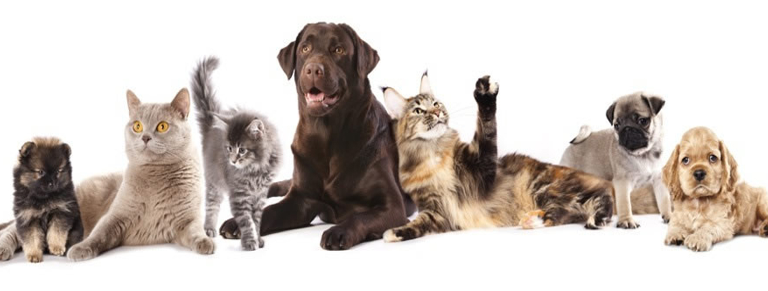 cat boarding in kirkland lake